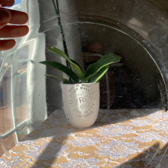 Pyrex plates - Picture 7 of 13